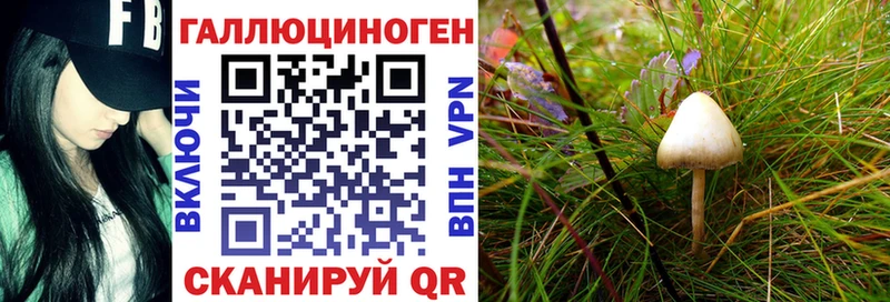 Псилоцибиновые грибы Cubensis Купить закладки Ладушкин